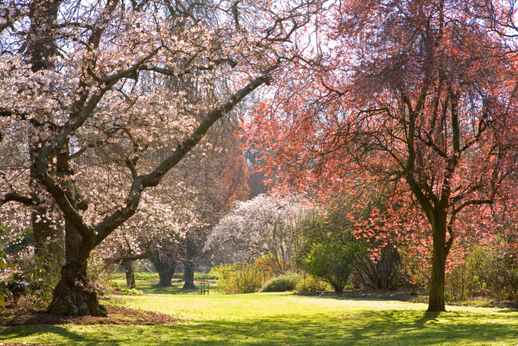 Hagley Park, Christchurch, New Zealand